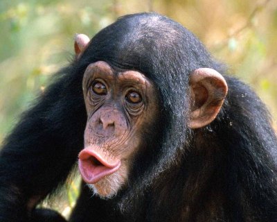 Are Chimps Endangered.jpg